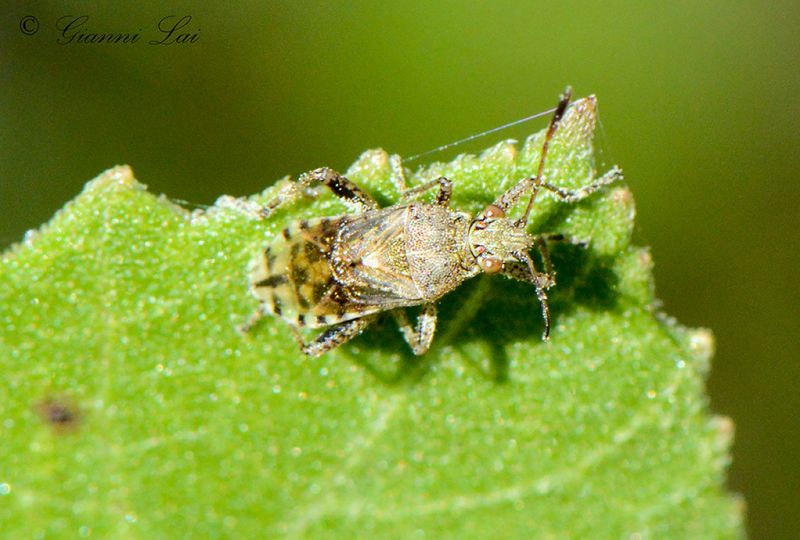 DSC_4452_Ridottissima_Entomologi.jpg