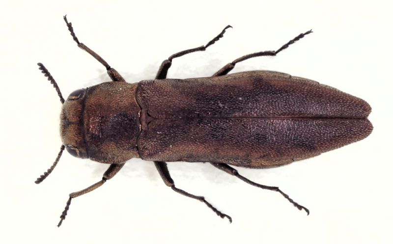 Agrilus Sardegna.jpg