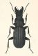 percus_passerinii5.jpg