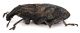 Comb1308_24zLcr.jpg