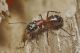 camponotus_2.jpg
