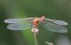 Sympetrum Vulgatum 3 fei.JPG