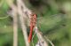 Sympetrum Vulgatum 4 fei.JPG