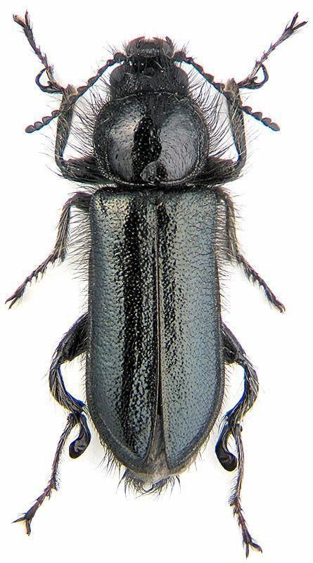 Enicopus hirtus.jpg