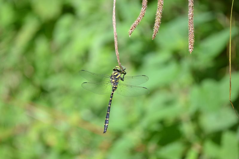 Cordulegaster bidentata.jpg