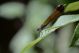 Calopteryx haemorrhoidalis.jpg