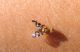 Tephritidae-Rhagoletis a.jpg