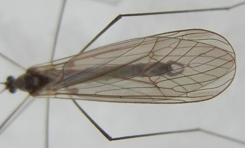 Trichoceridae.jpg