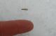 Trichoceridae a.jpg