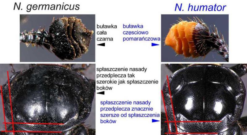 germanicus%20vs%20humator%201.jpg