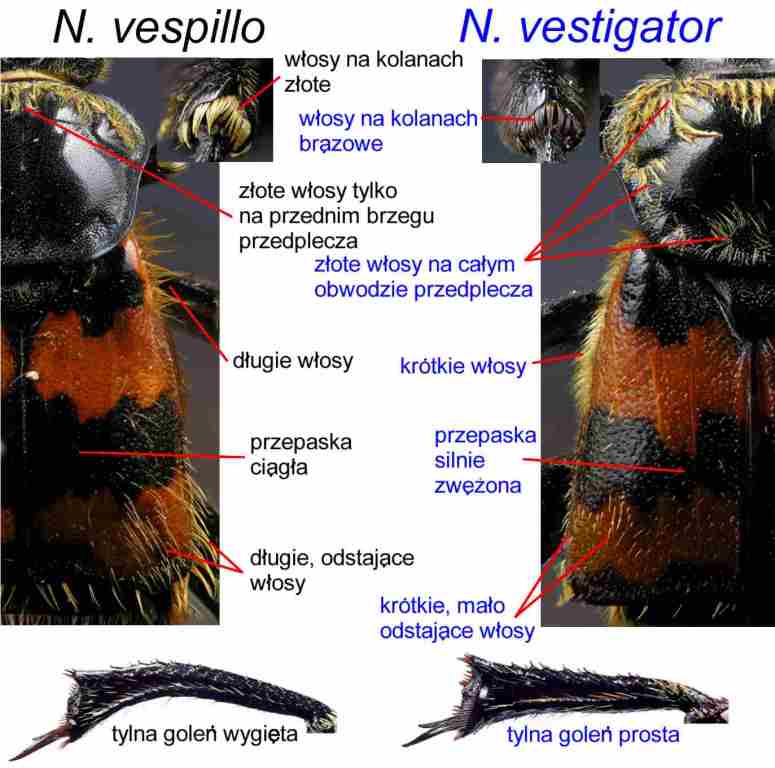 2%20vespillo%20vs%20vestigator.jpg