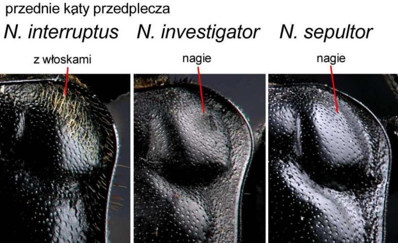 4%20interruptus%20vs%20investigator%20vs%20sepultor%201.jpg