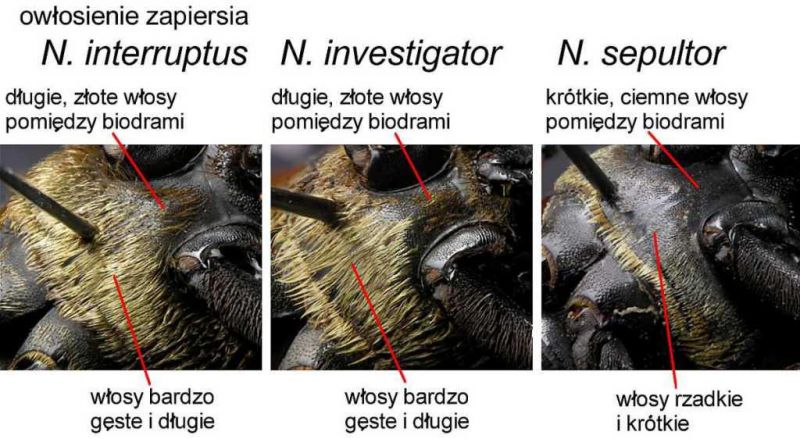 6%20interruptus%20vs%20investigator%20vs%20sepultor%203.jpg