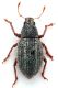 Comb1329_15zFcr.jpg