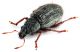 Comb1330_32zFcr.jpg