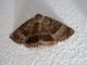 14087 Noctuidae (2).jpg
