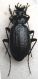 Carabus sp 015.JPG