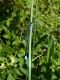 130919 Ischnura elegans.jpg