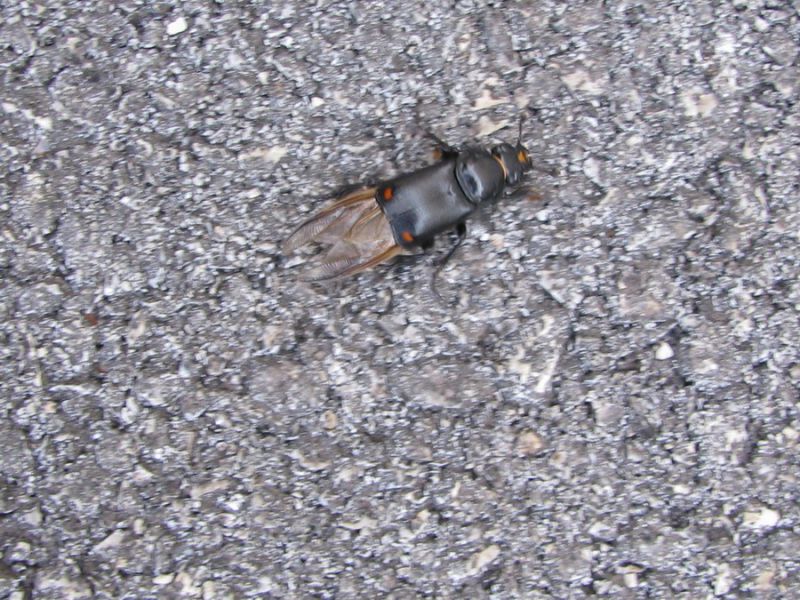 Nicrophorus germanicus ( Linnaeus, 1758)  (1).JPG