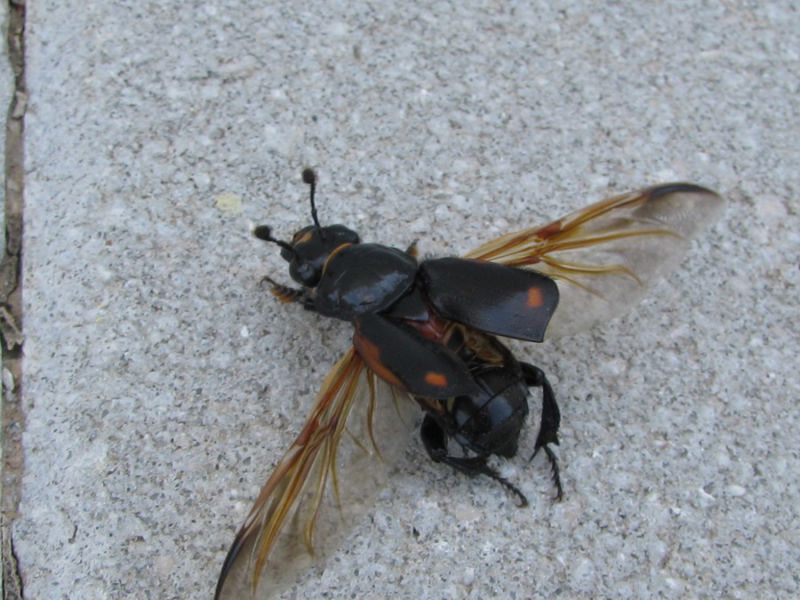 Nicrophorus germanicus ( Linnaeus, 1758)  (2).JPG