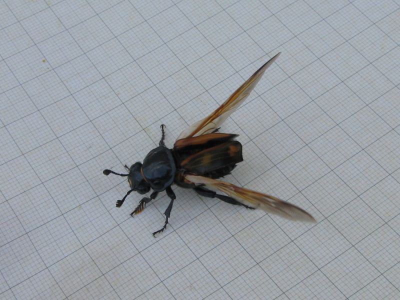 Nicrophorus germanicus ( Linnaeus, 1758)  (3).JPG