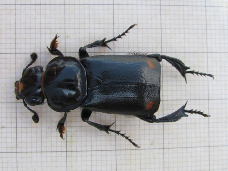 Nicrophorus germanicus ( Linnaeus, 1758)  (4).JPG