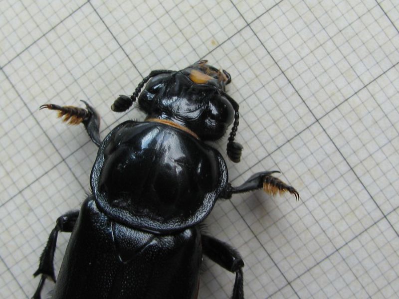 Nicrophorus germanicus ( Linnaeus, 1758)  (5).JPG