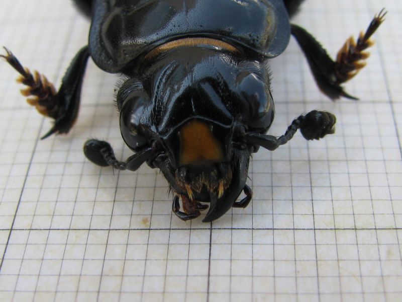 Nicrophorus germanicus ( Linnaeus, 1758)  (6).JPG