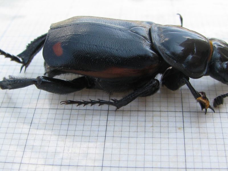 Nicrophorus germanicus ( Linnaeus, 1758)  (7).JPG