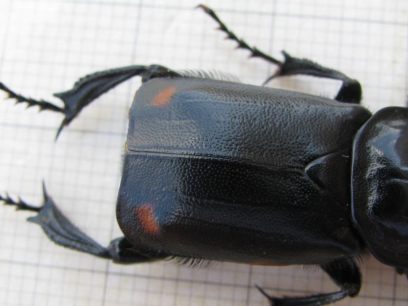 Nicrophorus germanicus ( Linnaeus, 1758)  (8).JPG