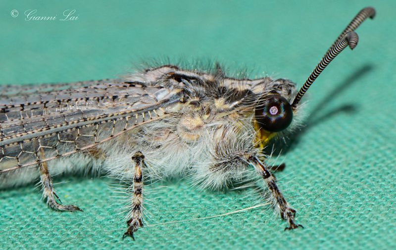 DSC_5022_Entomology.jpg