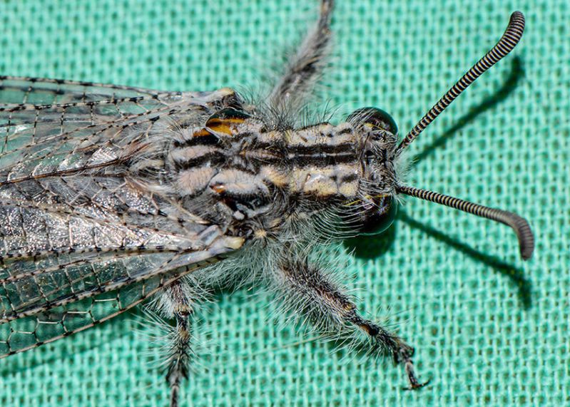 DSC_5032_Entomology.jpg