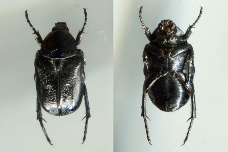 Aethiessa mesopotamica rugipennis (Burmeister, 1842).jpg