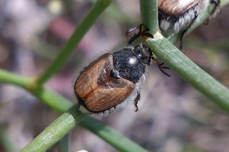 Pharaonus caucasicus, Goravan, 2013.06.12 (01).jpg