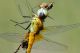 DSC_5040 copia.JPG