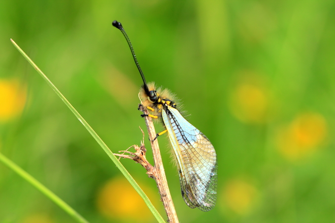 Ascalaphus libelluloides (Schäffer, 1763) copia.JPG