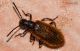 DSC_5621_Entomology.jpg