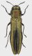 Agrilus_ribesi_Fioio_19-VIII-2014_7mm_grey.jpg
