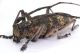 Comb1338_54zLcr.jpg