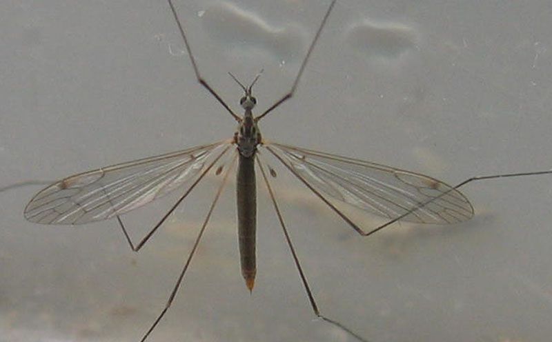 Tipulidae b 07-05-2010.jpg