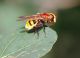 IMGP8135_Syrphid_y_sm.JPG