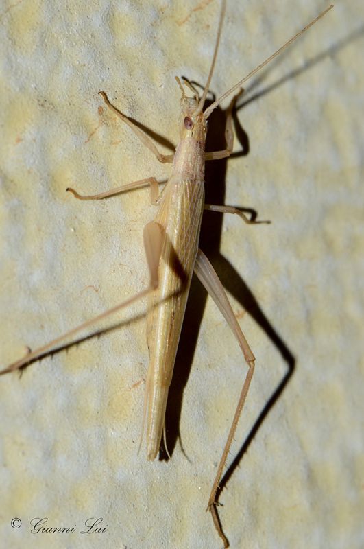 DSC_6388_Entomology.jpg