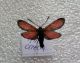 Zygaena (Mesembrynus) erythrus  20140707 Citelli.jpg