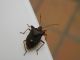 pentatoma rufipes.JPG