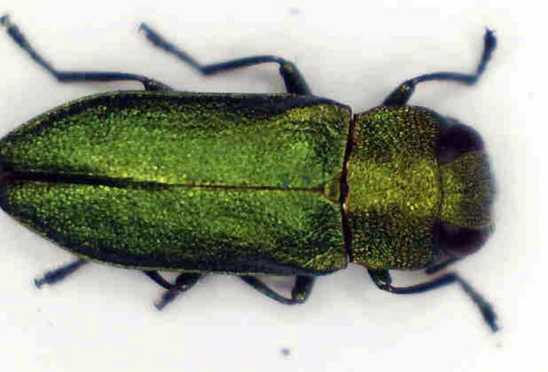 antaxia2.jpg