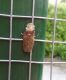 Cicadella specie mestre via terraglietto 05 09 2014 2.jpg