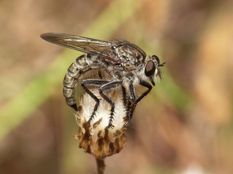 asilidae in deposizione.JPG