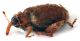 Comb1353_38zFcr.jpg