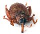 Comb1354_42zFcr.jpg