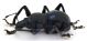 Comb1363_47zLcr.jpg